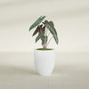 Valencia Small Round Fiberglass Planter - 15 in x 15 in x 18 in - Matte White - Matte White,15 in x 15 in x 18 in