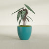 Wannsee Medium Round Fiberglass Planter - 27 in x 27 in x 24 in - Satin Sea Foam - Satin Sea Foam,27 in x 27 in x 24 in