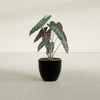 Wannsee Medium Round Fiberglass Planter - 22 in x 22 in x 19 in - Gloss Black - Gloss Black,22 in x 22 in x 19 in