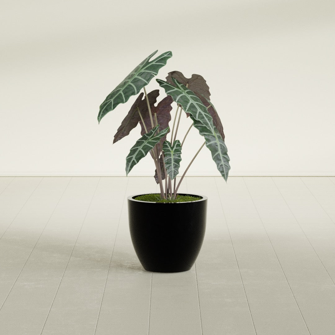 Wannsee Medium Round Fiberglass Planter - 22 in x 22 in x 19 in - Gloss Black - Gloss Black,22 in x 22 in x 19 in