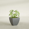 Lima Small Tapered Square Fiberglass Planter - 16 in x 16 in x 16 in - Metallic Gunmetal - Metallic Gunmetal,16 in x 16 in x 16 in