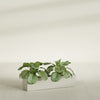 Salon Large Tall Rectangle Fiberglass Planter - 36 in x 8 in x 8 in - Satin Beige - Satin Beige,36 in x 8 in x 8 in