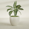 Alzira Large Round Fiberglass Planter - 30 in x 30 in x 28 in - Satin Beige - Satin Beige,30 in x 30 in x 28 in