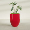 Valencia Large Round Fiberglass Planter - 27 in x 27 in x 31 in - Gloss Red - Gloss Red,27 in x 27 in x 31 in