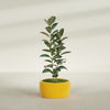 Casablanca Medium Round Low Bowl Fiberglass Planter - 24 in x 24 in x 12 in - Gloss Saffron - Gloss Saffron,24 in x 24 in x 12 in