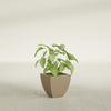 Lima Small Tapered Square Fiberglass Planter - 12 in x 12 in x 12 in - Metallic Gold - Metallic Gold,12 in x 12 in x 12 in