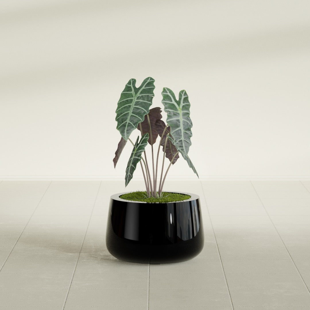 Short Hayden Small Round Fiberglass Planter - 12 in x 12 in x 7 in - Gloss Black - Gloss Black,12 in x 12 in x 7 in