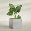 Montroy Extra Large Cube Square Fiberglass Planter - 48 in x 48 in x 48 in - Metallic Silver - Metallic Silver,48 in x 48 in x 48 in