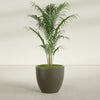 Wannsee Large Round Fiberglass Planter - 33 in x 33 in x 29 in - Matte Bronze - Matte Bronze,33 in x 33 in x 29 in