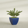 Lima Medium Tapered Square Fiberglass Planter - 20 in x 20 in x 20 in - Matte Cobalt Blue - Matte Cobalt Blue,20 in x 20 in x 20 in