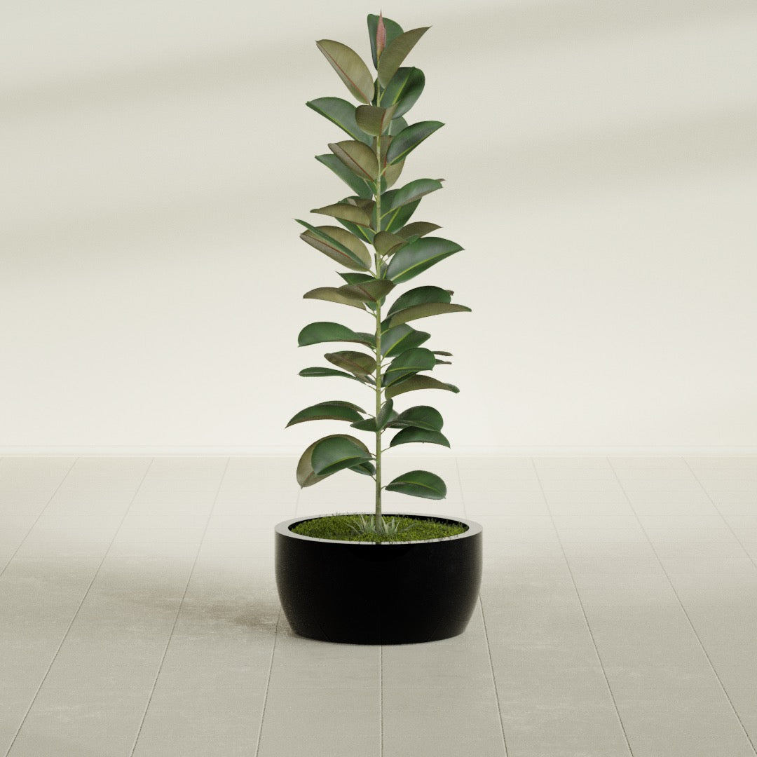 Casablanca Medium Round Low Bowl Fiberglass Planter - 20 in x 20 in x 10 in - Gloss Black - Gloss Black,20 in x 20 in x 10 in
