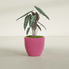Wannsee Medium Round Fiberglass Planter - 27 in x 27 in x 24 in - Gloss Pink Violet - Gloss Pink Violet,27 in x 27 in x 24 in