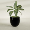 Alzira Large Round Fiberglass Planter - 30 in x 30 in x 28 in - Gloss Black - Gloss Black,30 in x 30 in x 28 in