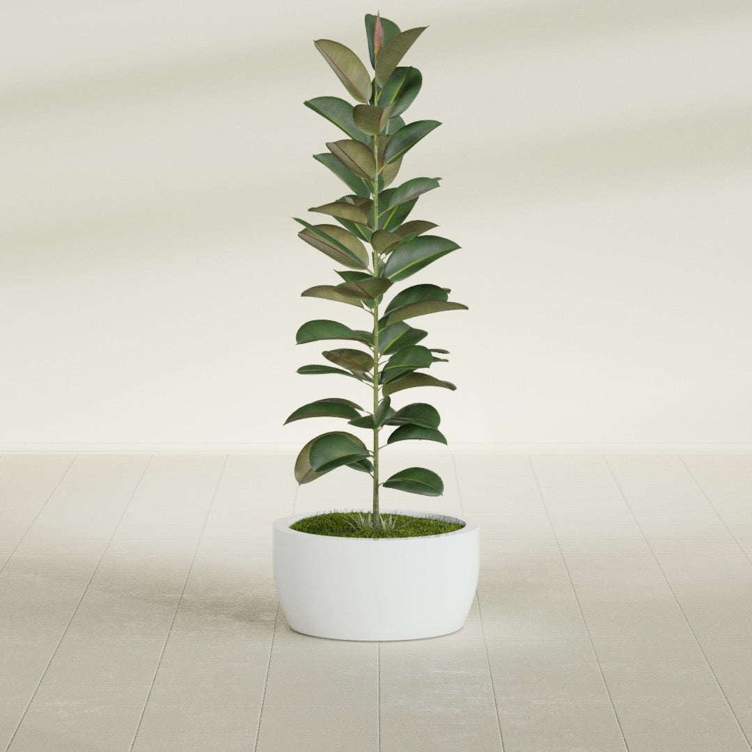 Casablanca Medium Round Low Bowl Fiberglass Planter - 20 in x 20 in x 10 in - Matte White - Matte White,20 in x 20 in x 10 in