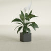 Montroy Small Cube Square Fiberglass Planter - 12 in x 12 in x 12 in - Matte Charcoal - Matte Charcoal,12 in x 12 in x 12 in