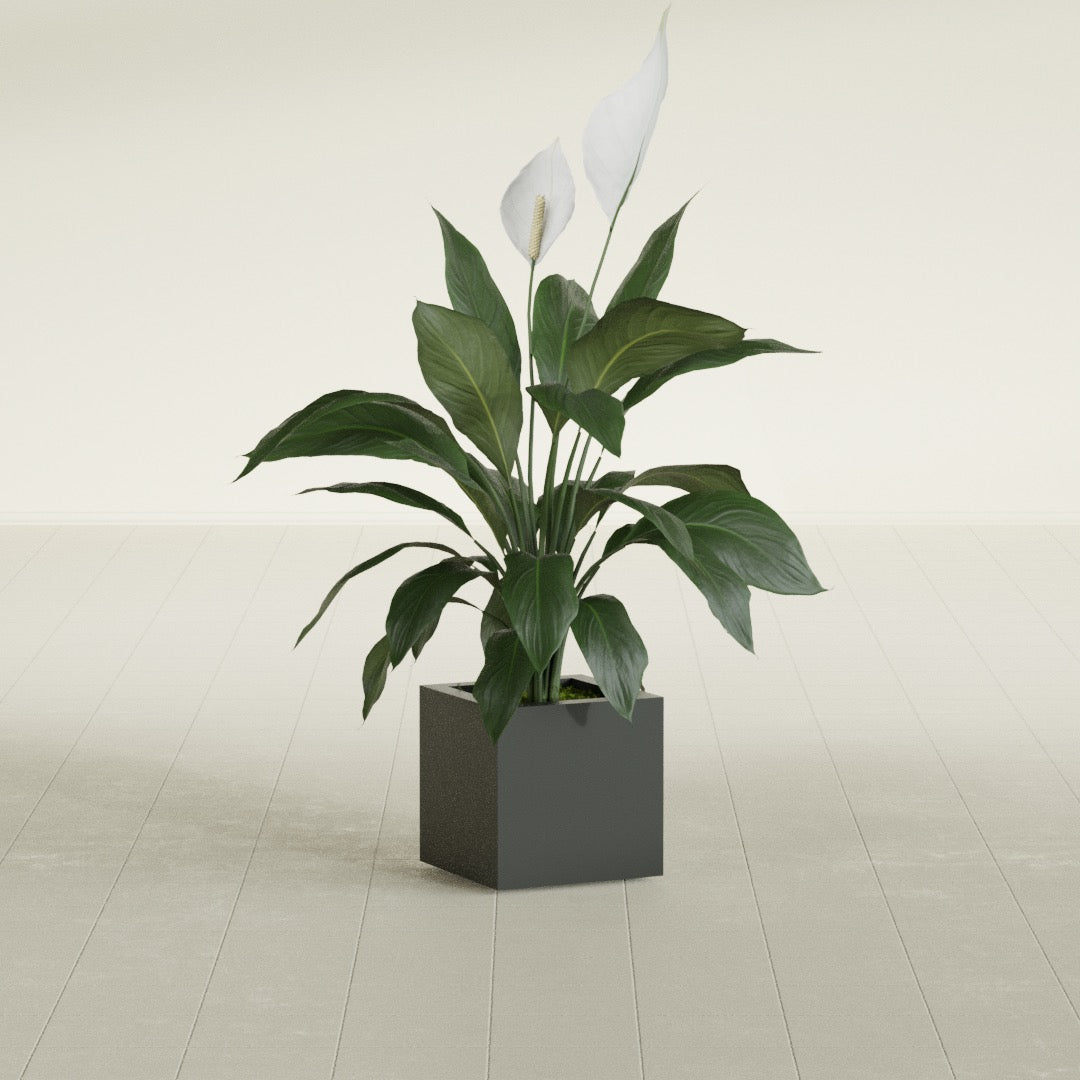 Montroy Small Cube Square Fiberglass Planter - 12 in x 12 in x 12 in - Matte Charcoal - Matte Charcoal,12 in x 12 in x 12 in