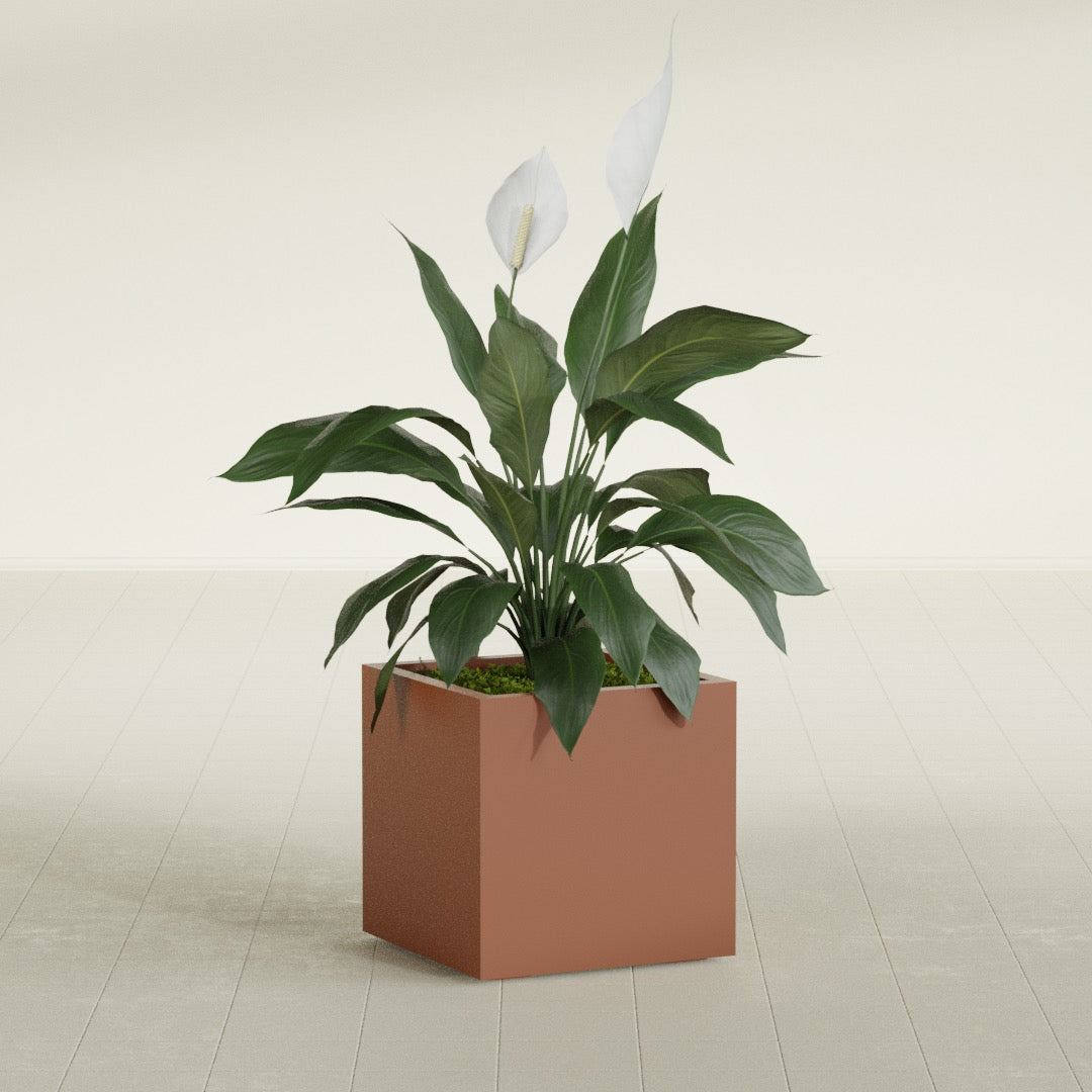 Montroy Medium Cube Square Fiberglass Planter - 20 in x 20 in x 20 in - Matte Terracotta - Matte Terracotta,20 in x 20 in x 20 in