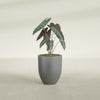 Valencia Small Round Fiberglass Planter - 15 in x 15 in x 18 in - Metallic Gunmetal - Metallic Gunmetal,15 in x 15 in x 18 in