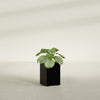 Miami Small Rectangle Fiberglass Planter - 12 in x 12 in x 18 in - Gloss Black - Gloss Black,12 in x 12 in x 18 in
