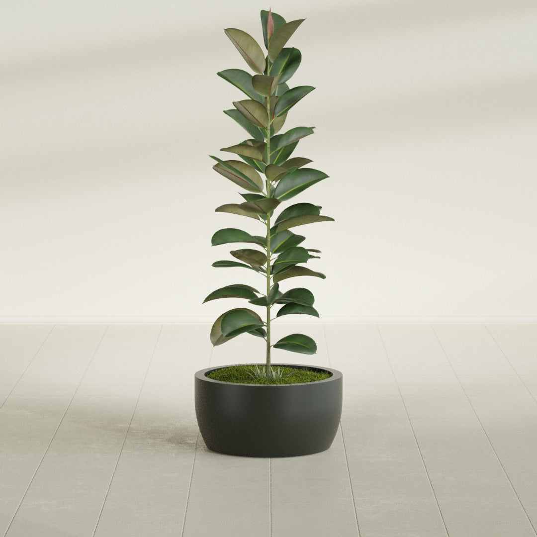 Casablanca Medium Round Low Bowl Fiberglass Planter - 20 in x 20 in x 10 in - Matte Charcoal - Matte Charcoal,20 in x 20 in x 10 in