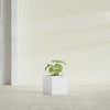 Monaco Square - 7in x 7in x 7 - Matte White - Matte White,7 in x 7 in x 7 in
