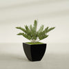 Lima Medium Tapered Square Fiberglass Planter - 20 in x 20 in x 20 in - Gloss Black - Gloss Black,20 in x 20 in x 20 in