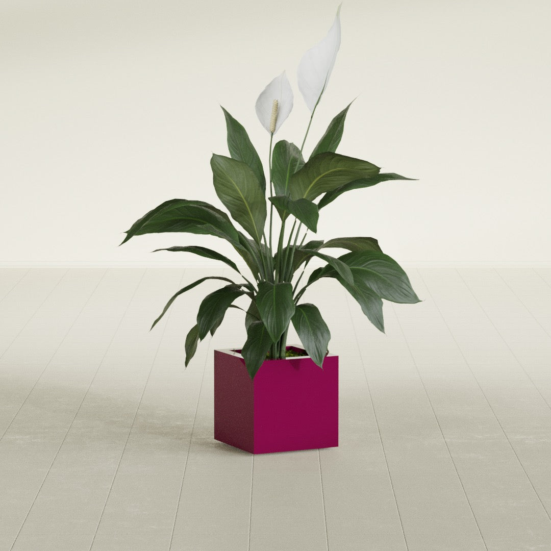 Montroy Small Cube Square Fiberglass Planter - 12 in x 12 in x 12 in - Gloss Eggplant - Gloss Eggplant,12 in x 12 in x 12 in