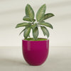 Alzira Large Round Fiberglass Planter - 36 in x 36 in x 34 in - Gloss Eggplant - Gloss Eggplant,36 in x 36 in x 34 in