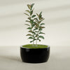 Casablanca Large Round Low Bowl Fiberglass Planter - 36 in x 36 in x 18 in - Gloss Black - Gloss Black,36 in x 36 in x 18 in