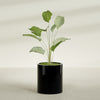 Rio Grande Medium Round Fiberglass Planter - 18 in x 18 in x 20 in - Gloss Black - Gloss Black,18 in x 18 in x 20 in
