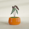 Short Hayden Small Round Fiberglass Planter - 16 in x 16 in x 8 in - Gloss Tangerine - Gloss Tangerine,16 in x 16 in x 8 in