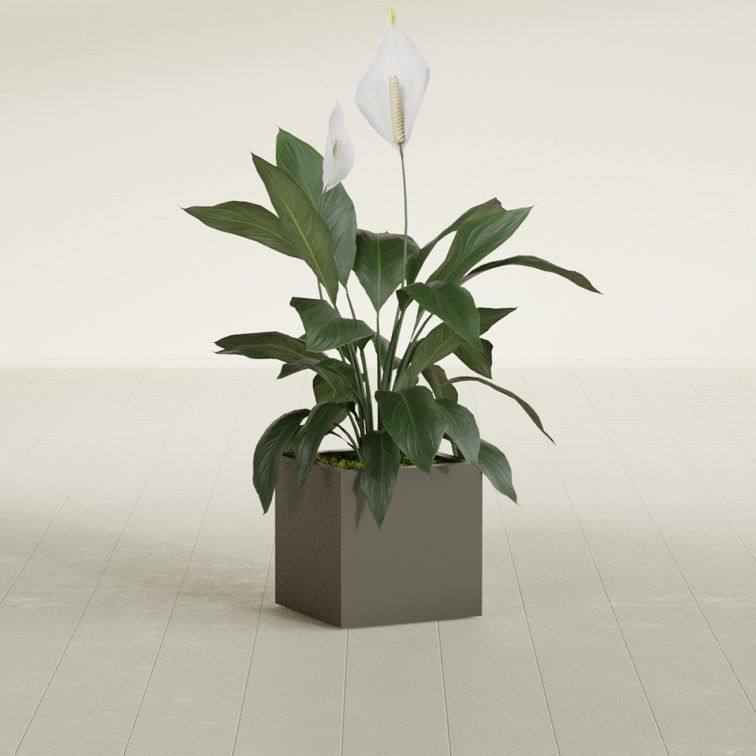 Montroy Small Cube Square Fiberglass Planter - 16 in x 16 in x 16 in - Matte Bronze - Matte Bronze,16 in x 16 in x 16 in