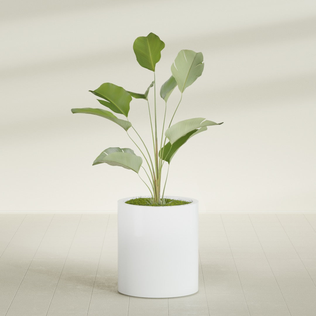 Rio Grande Medium Round Fiberglass Planter - 18 in x 18 in x 20 in - Matte White - Matte White,18 in x 18 in x 20 in