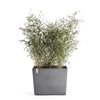 Paris with Wheels Large Rectangle Planter - 33.5 in x 15.5 in x 26 in - Grey - Grey,33.5 in x 15.5 in x 26 in