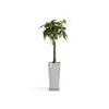 Rotterdam Medium Tall Square Planter - 12.6 in x 12.6 in x 27.5 in - Planter + Saucer - White Grey - White Grey,12.5 in x 12.5 in x 27.5 in,Planter + Saucer