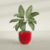 Alzira Medium Round Fiberglass Planter - 23 in x 23 in x 22 in - Gloss Red - Gloss Red,23 in x 23 in x 22 in