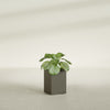 Miami Small Rectangle Fiberglass Planter - 12 in x 12 in x 18 in - Matte Bronze - Matte Bronze,12 in x 12 in x 18 in