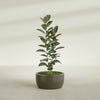 Casablanca Medium Round Low Bowl Fiberglass Planter - 24 in x 24 in x 12 in - Matte Bronze - Matte Bronze,24 in x 24 in x 12 in
