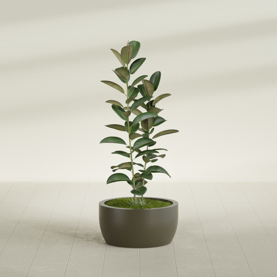 Casablanca Medium Round Low Bowl Fiberglass Planter - 24 in x 24 in x 12 in - Matte Bronze - Matte Bronze,24 in x 24 in x 12 in