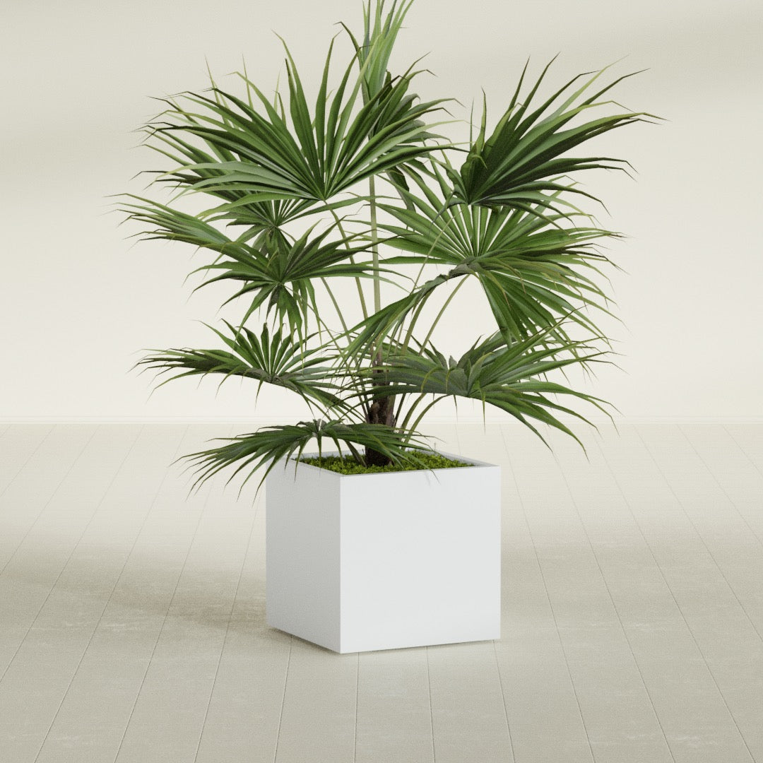 Montroy Medium Cube Square Fiberglass Planter - 24 in x 24 in x 24 in - Gloss White - Gloss White,24 in x 24 in x 24 in