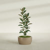 Casablanca Medium Round Low Bowl Fiberglass Planter - 24 in x 24 in x 12 in - Metallic Gold - Metallic Gold,24 in x 24 in x 12 in