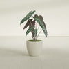 Wannsee Medium Round Fiberglass Planter - 22 in x 22 in x 19 in - Satin Beige - Satin Beige,22 in x 22 in x 19 in
