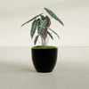Wannsee Medium Round Fiberglass Planter - 27 in x 27 in x 24 in - Gloss Black - Gloss Black,27 in x 27 in x 24 in