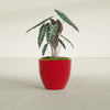 Wannsee Medium Round Fiberglass Planter - 27 in x 27 in x 24 in - Gloss Red - Gloss Red,27 in x 27 in x 24 in
