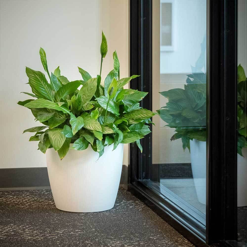 Harrison Small Round Plastic Planter - 15 in x 15 in x 13.5 in - White - White,15 in x 15 in x 13.5 in