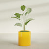 Rio Grande Medium Round Fiberglass Planter - 18 in x 18 in x 20 in - Gloss Saffron - Gloss Saffron,18 in x 18 in x 20 in