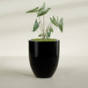 Valencia Large Round Fiberglass Planter - 27 in x 27 in x 31 in - Gloss Black - Gloss Black,27 in x 27 in x 31 in