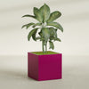 Montroy Large Cube Square Fiberglass Planter - 36 in x 36 in x 36 in - Gloss Eggplant - Gloss Eggplant,36 in x 36 in x 36 in