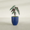 Valencia Small Round Fiberglass Planter - 15 in x 15 in x 18 in - Matte Cobalt Blue - Matte Cobalt Blue,15 in x 15 in x 18 in