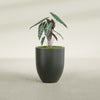 Valencia Medium Round Fiberglass Planter - 20 in x 20 in x 23 in - Matte Charcoal - Matte Charcoal,20 in x 20 in x 23 in
